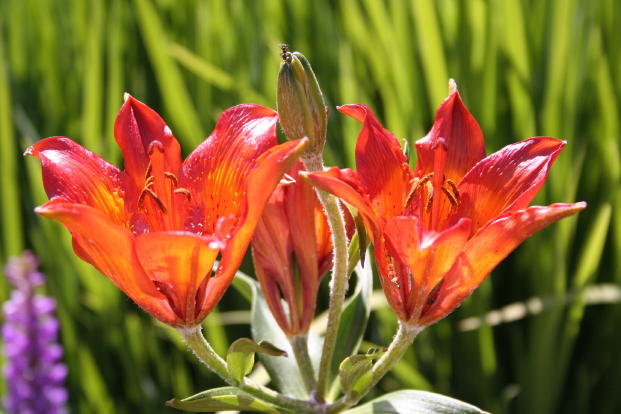 Flora Alpina delle Alpi Occidentali